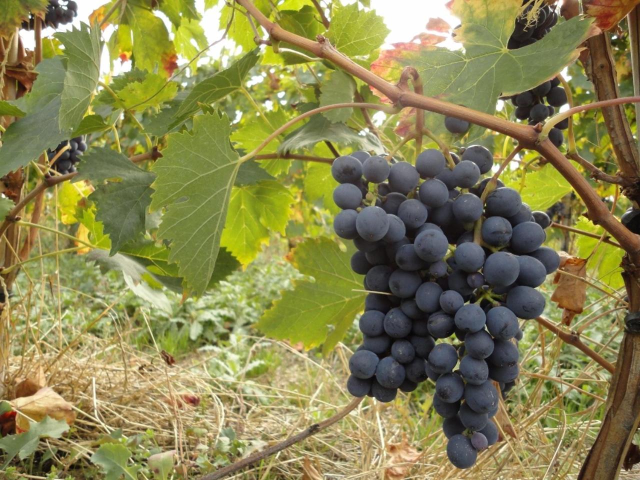 Agriturismo Le Case 아시시 외부 사진